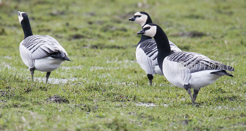 藤壶鹅(Branta leucopsis)